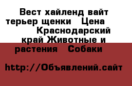 Вест хайленд вайт терьер щенки › Цена ­ 30 000 - Краснодарский край Животные и растения » Собаки   